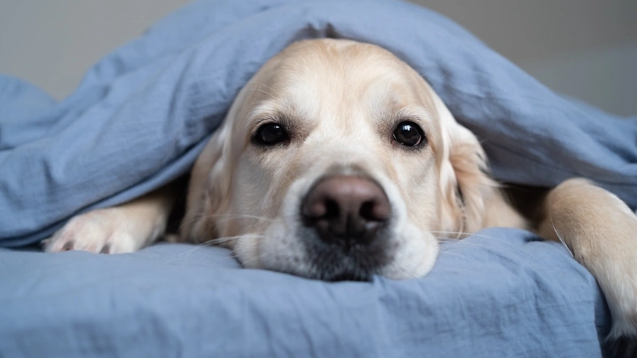 Köpekler Neden Kuyruk Sallar?